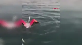 İzmir'de Balıkçılar, Misina İpi ile Sıkışan Flamingoyu Kurtardı