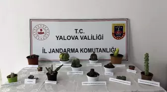 Yalova'da 60 Bin Lira Değerinde Kaktüs Hırsızlığı