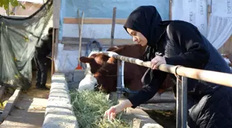 Erzincan'da Gıda Mühendisi Betül Kara, Devlet Desteğiyle Besi Çiftliği Kurdu