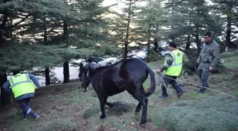 Hatay'da Yaralı Katırın Tedavisi Gerçekleştirildi