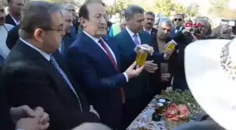 Mersin'de 1300 Yaşındaki Anıt Zeytin Ağaçından Hasat Yapıldı