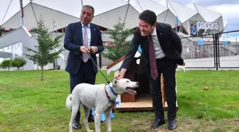 Trendyol Süper Lig Öncesinde Sahaya Giren Köpek Sahiplendirildi