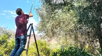 Köyceğiz'de Zeytin Hasadı Başladı, Kuraklık Verimi Düşürdü