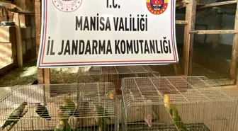 Manisa'da Yasa Dışı Papağan Yetiştiriciliğine 1,5 Milyon TL Ceza