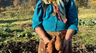 Giresun'da Tatlı Patates Üretimi Yaygınlaştırılıyor