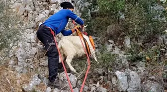 Bornova'da Mahsur Kalan Keçi AFAD Ekiplerince Kurtarıldı