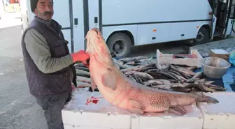 Erzincan'da Karasu Nehri'nde 55 Kilogramlık Turna Balığı Yakalandı