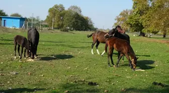 Kızlarının İçin Başladı, Yarış Atı Yetiştiriciliğine Ulaştı