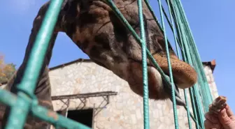 Gaziantep Hayvanat Bahçesi Kış Hazırlıklarına Başladı