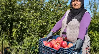Adıyaman'da Nar Hasadı Başladı