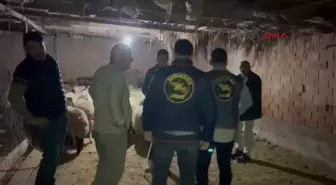 Batman'da 54 Küçükbaş Hayvan Hırsızlığına Operasyon