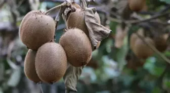 Yalova Kivisi Hasat Dönemi Başladı