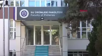 Mikroplastikler Akciğer Sertleşmesine Neden Oluyor