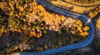 Sonbaharda Renklenen Kavak Ağaçları Görüntülendi