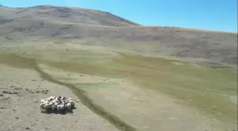 Dron ile Kaybolan Koyunlar Bulundu