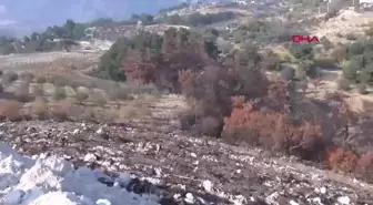 Manisa'da Milli Ağaçlandırma Günü Kutlandı