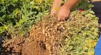 Nusaybin'de Yer Fıstığı Deneme Ekimi Başladı
