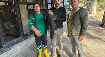 Mersin'in Tarsus İlçesinde Yaralı Doğan Tedavi Altına Alındı