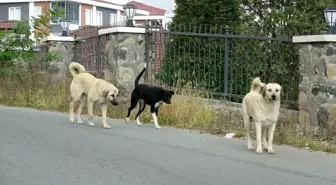 Ordu'da Sokak Köpeklerinin Saldırısı: 70 Yaşındaki Adam Yaralandı