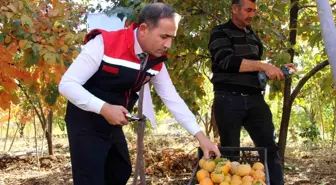 Şırnak'ta Cennet Hurması Üretimi Artıyor