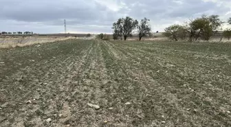 Trakya'da Kanola Üretimi Kuraklık Nedeniyle Tehlikede