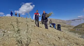 Erzurum'da Tuz Çalısı Fideleri Dikildi