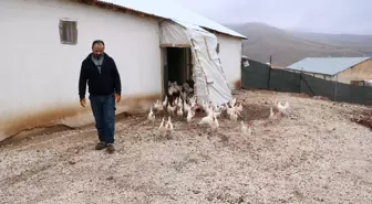 Hobi Olarak Başladı, Bine Yakın Tavuk Yetiştiriyor