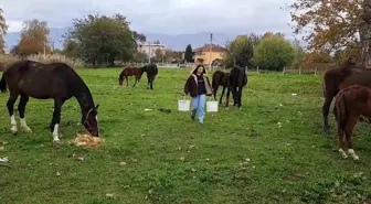 Akyazılı Murat Azizoğlu'nun At Yetiştiriciliği Serüveni