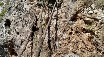 Hakkari'de Arıcılar Zorlu Yüksekliklerden Kaya Balı Topladı