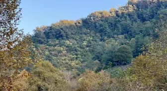 Dörtyol Ormanları Sonbahar Renkleriyle Büyülüyor