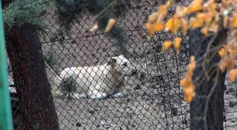 Köpek Saldırısı Mahallede Tedirginlik Yarattı