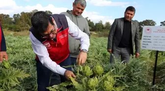 Muğla'da Enginar Hasadı ve Organik Gökova Susamı Desteği