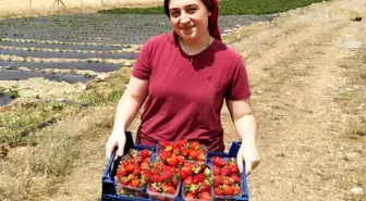 Erzincan'da Çilek Yetiştiriciliği Projesi Start Aldı