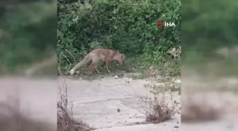 Yayla Komşusu Tilkiyi Besleyen Adamın Şefkati