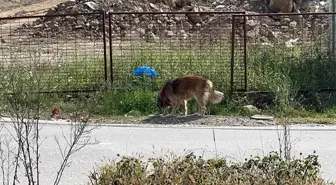 Düzce Üniversitesi Öğrencileri Sokak Hayvanları İçin Mama Dağıttı