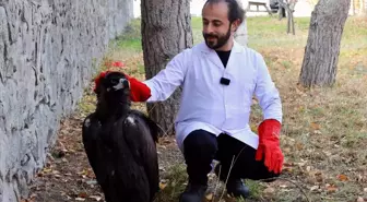 Yaralı Kara Akbaba Tedavi Altına Alındı