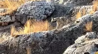 Adıyaman'da Nesli Tehlikede Çizgili Sırtlan Görüntülendi