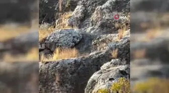 Adıyaman'da Nesli Tehlikede Çizgili Sırtlan Görüldü