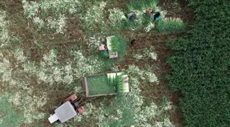 Bafra'da Pırasanın Hasadına Başlandı: Fiyatlar Yükseliyor