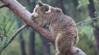 Karacabey Ayı Barınağı'nda Kış Uykusu Hazırlıkları Devam Ediyor