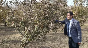 Doğu Anadolu ve Karadeniz Meyve Genetik Kaynakları Koruma Altında