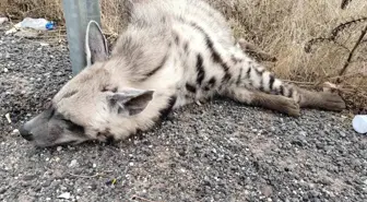 Şanlıurfa'da Nesli Tükenmekte Olan Çizgili Sırtlan Hayatını Kaybetti