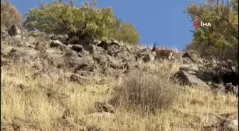 Elazığ'da Koruma Altındaki Dağ Keçileri Görüntülendi