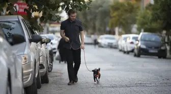 Felçli Köpek Kök Hücre Tedavisiyle Yürümeye Başladı