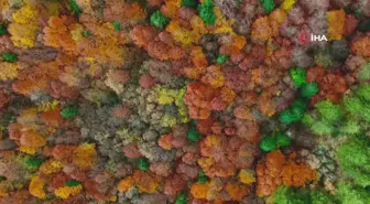 Gölcük Tabiat Parkı'nda Sonbahar Renk Cümbüşü