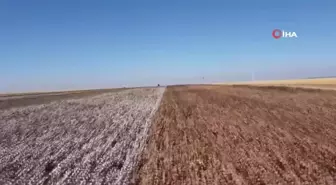 Şanlıurfa'da Doğal Renkli Pamuk Hasadı Başladı