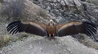 Yaralı Akbaba Tedavi Edilip Doğaya Salındı