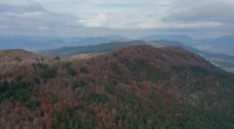 Andırın'ın Kayın Ormanları Sonbaharda Göz Kamaştırıyor