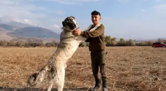 Çobanlıkta Çoban Köpeklerinin Önemi