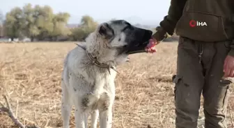 Çobanların En Güvendiği Dostları: Çoban Köpekleri